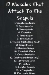 Shoulder stability: The seventeen muscles attached to the scapula. Serratus anterior, suprasinatus, subscapularis, trapezius, teres major, teres minor, triceps brachii (long head), biceps brachii, rhomboid major, rhomboid minor, coracobrachialis, omohyoid inferior belly, lattisimus dorsi, deltoid, levator scapula, infraspinatus, pectoralis major