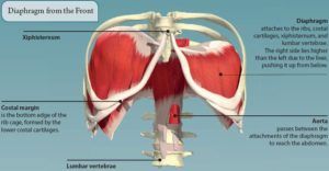 diaphragm