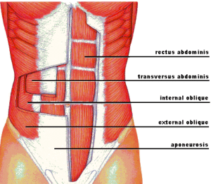 Core muscles