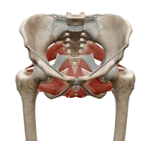 Pelvis