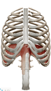 Ribcage