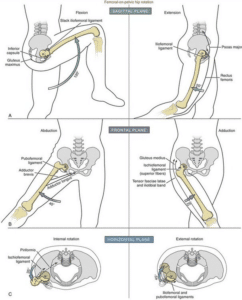 Hip Mobility