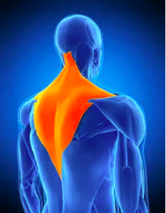 Upper Trapezius Tightness