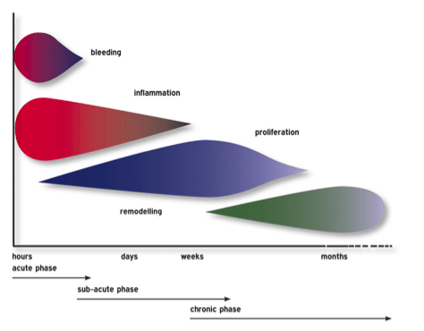 Inflammatory Phase 