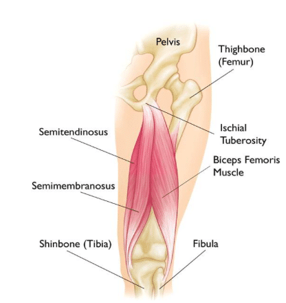 hamstrings