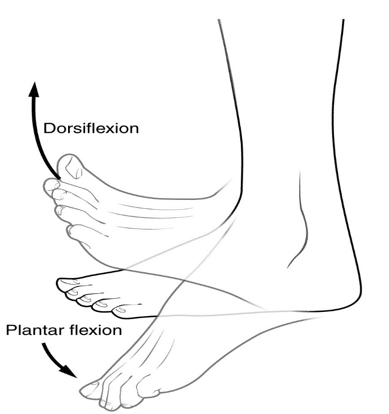 decreased ankle dorsiflexion