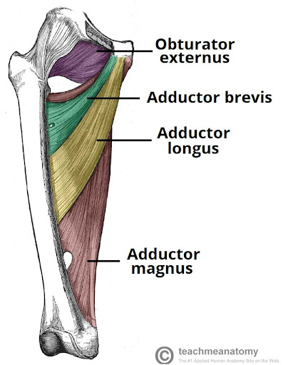 Pulled groin diagram symmetry pt miami