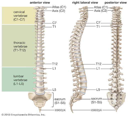 lumbar sciatica map symmetry pt miami